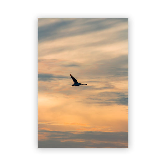 Pájaro volando en el atardecer